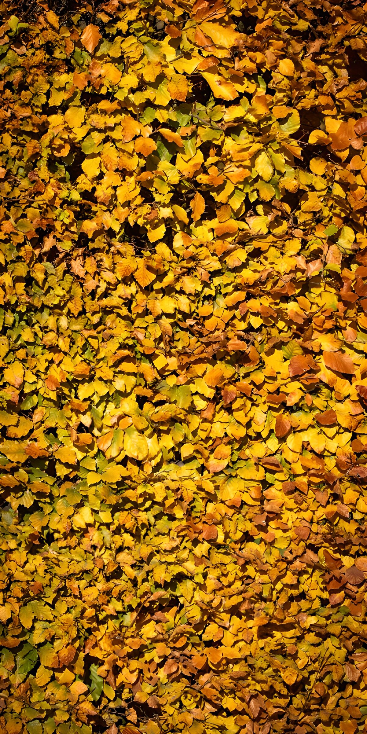 CW9176638: Gouden Herfstbladeren