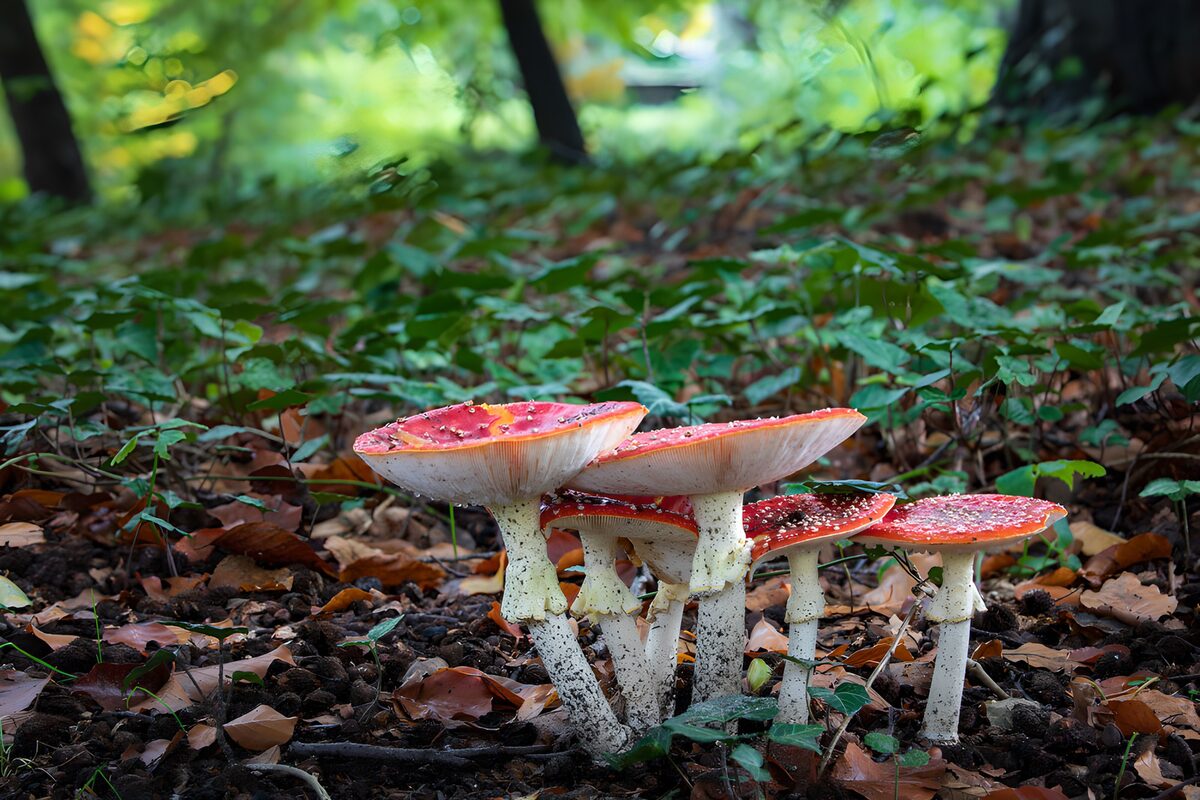 Vrolijke vliegenzwammen in het bos