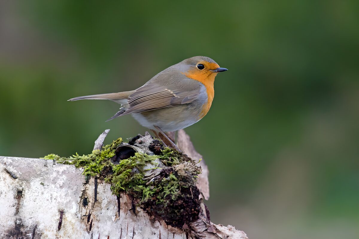 Schattige Roodborst op een Boomstronk