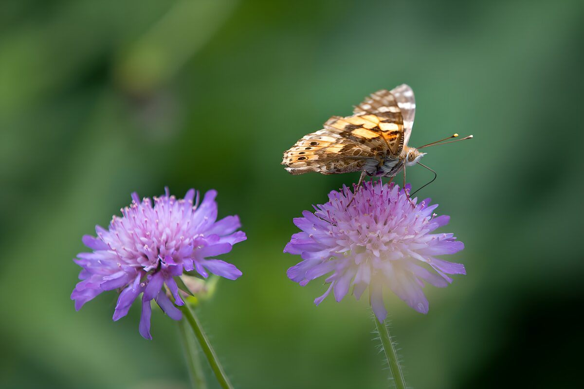 Vlinder op paarse bloemen