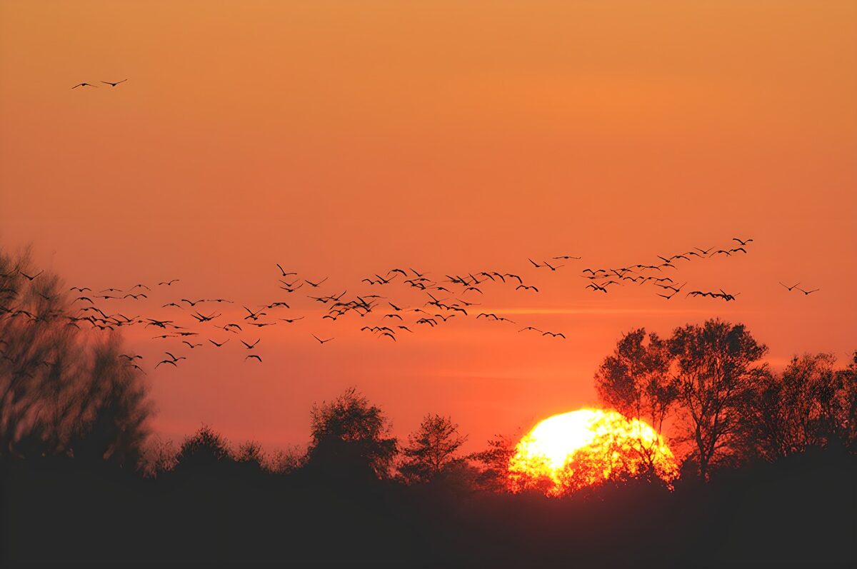 Vliegende vogels bij zonsondergang
