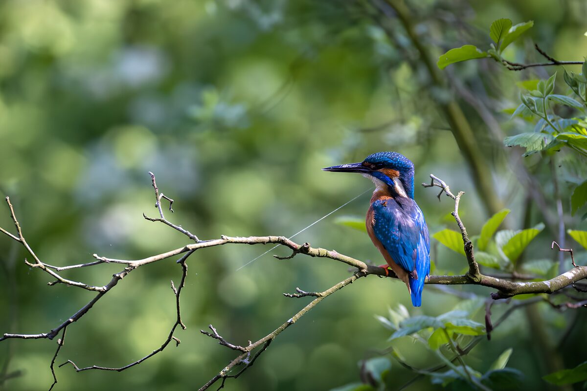 IJsvogel op een tak in de natuur