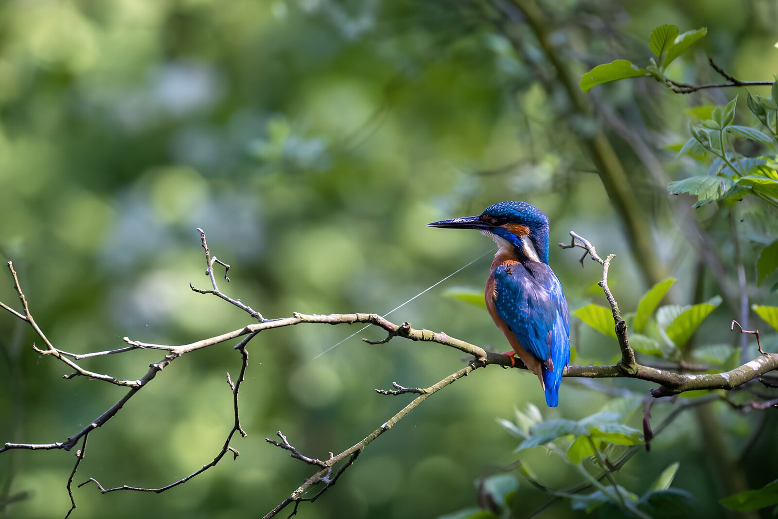 CW5890292: IJsvogel op een tak in de natuur