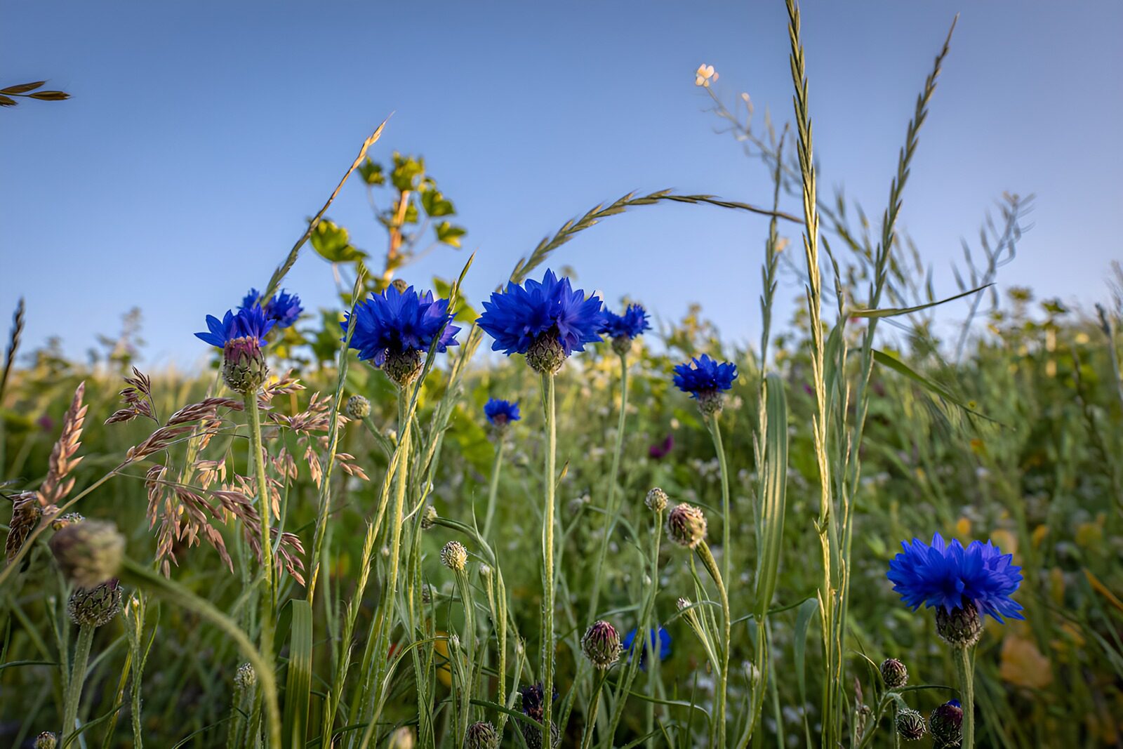 CW3799320: Bloemenveld in de vroege ochtend