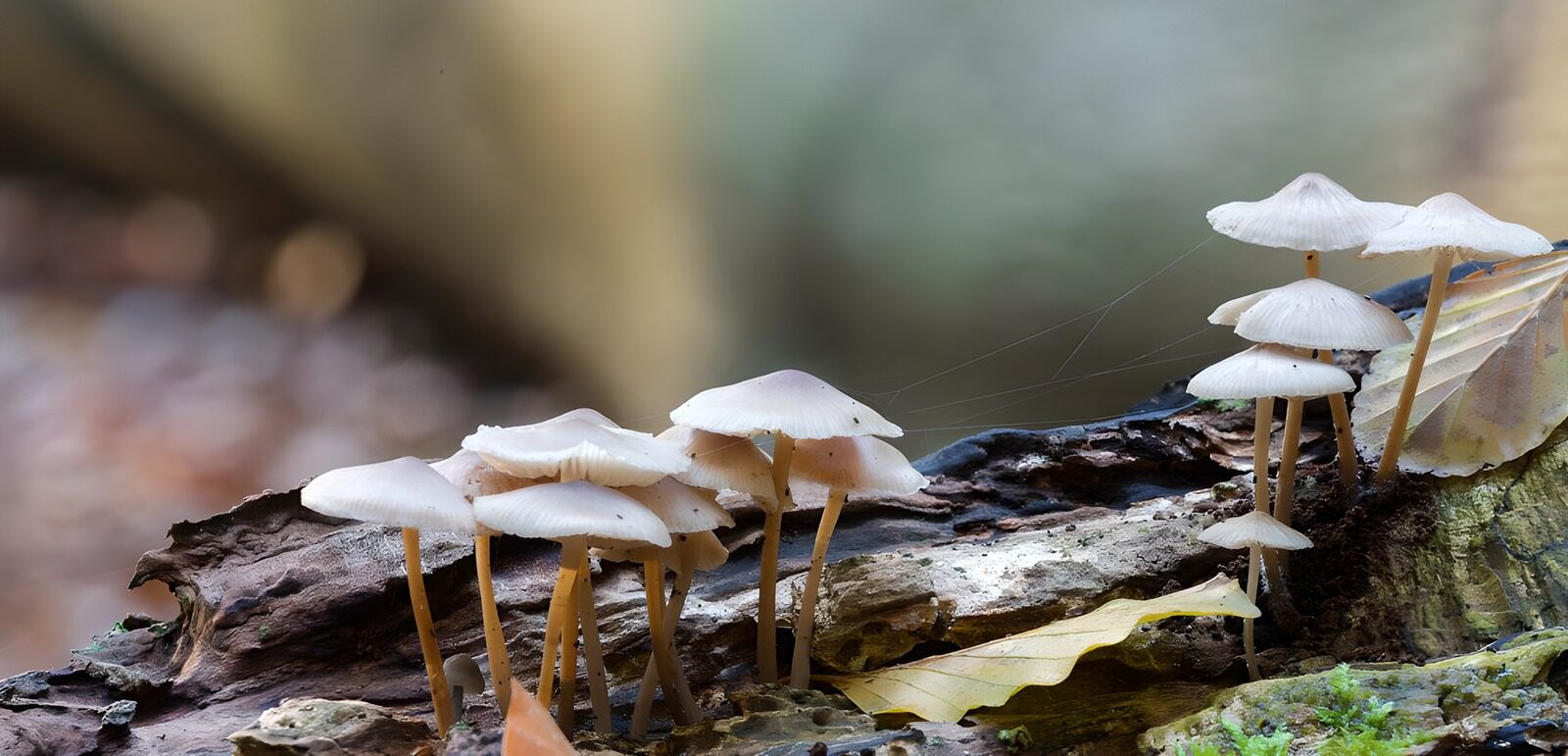 CW5818641: Paddenstoelen op een boomstronk
