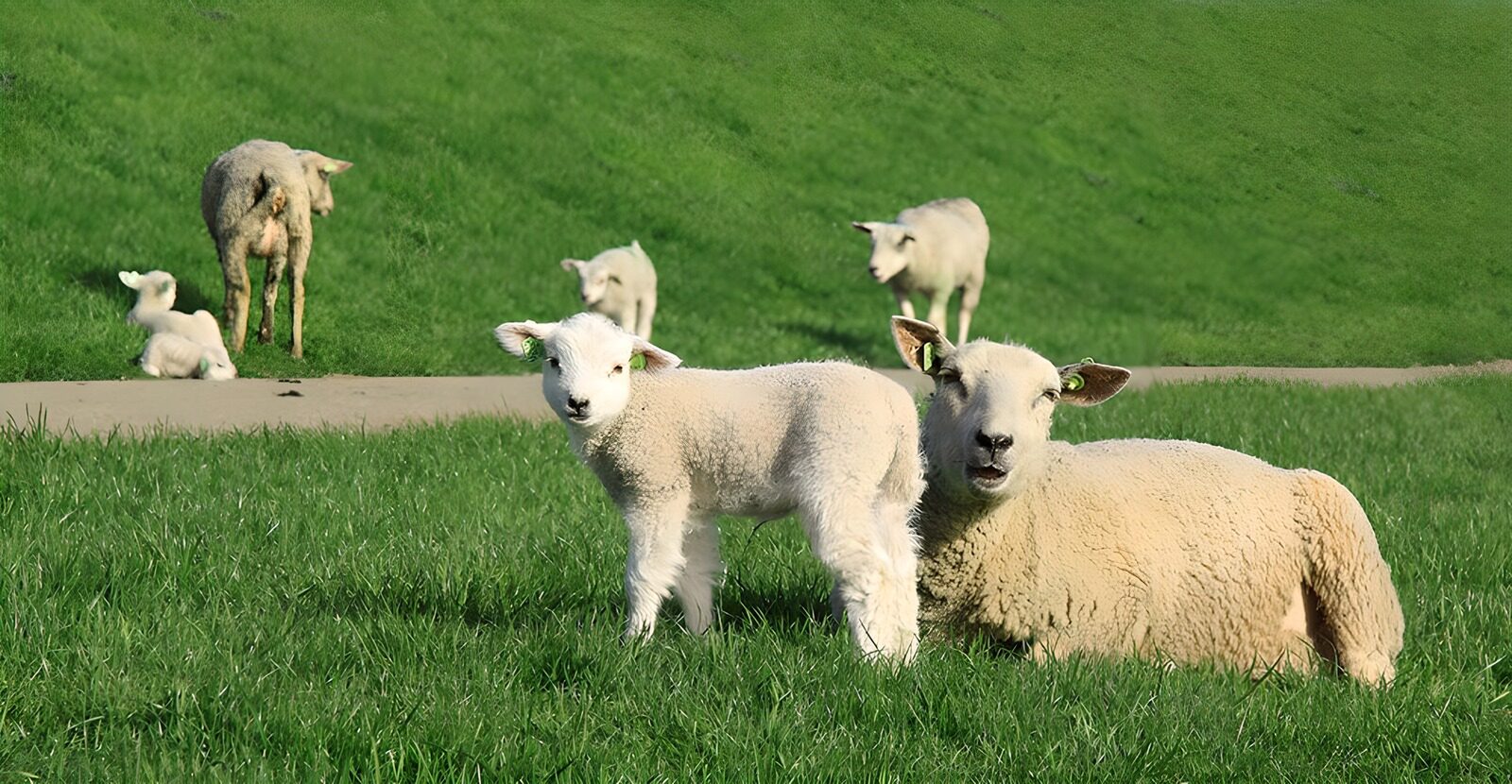 CW9775140: Moeder en lam in het weiland
