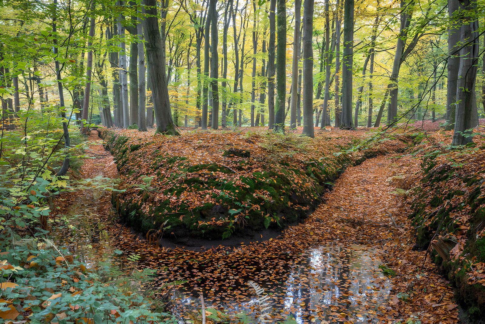 CW3440410: Herfst in het Bos