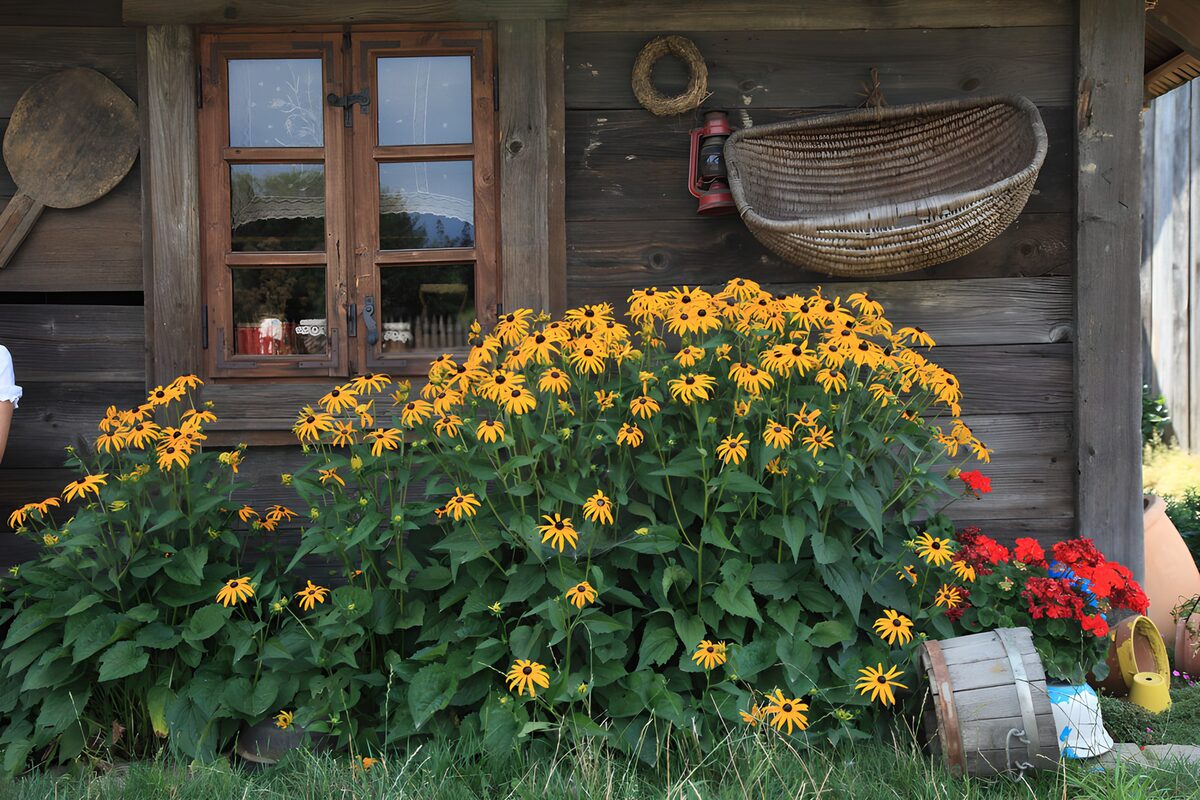 Bloeiende bloemen bij een houten huis