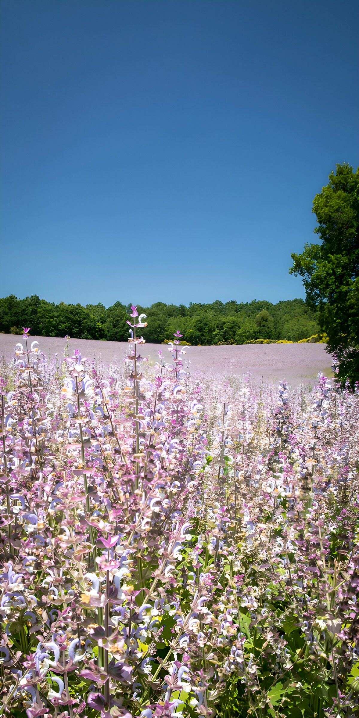 CW2029577: Prachtig bloemenveld onder blauwe lucht