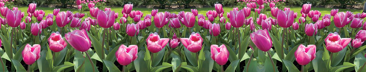 Prachtige roze tulpen in bloei