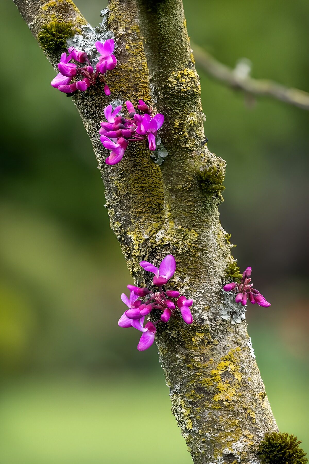 Prachtige paarse bloemen op een boomstronk
