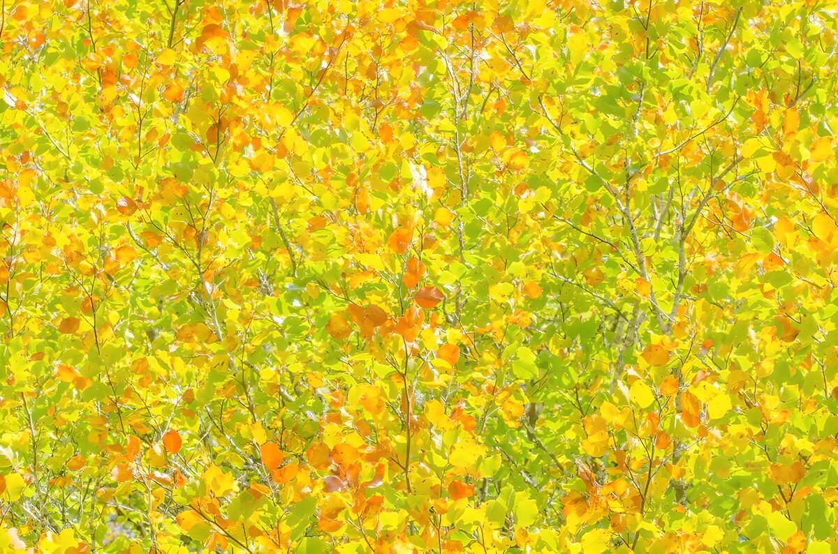 Kleurrijk Herfstloof in de Zon