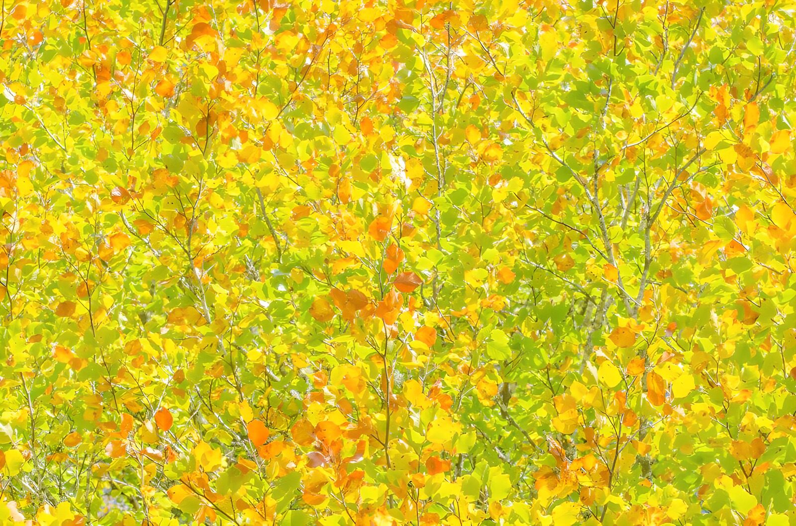 CW1632142: Kleurrijk Herfstloof in de Zon