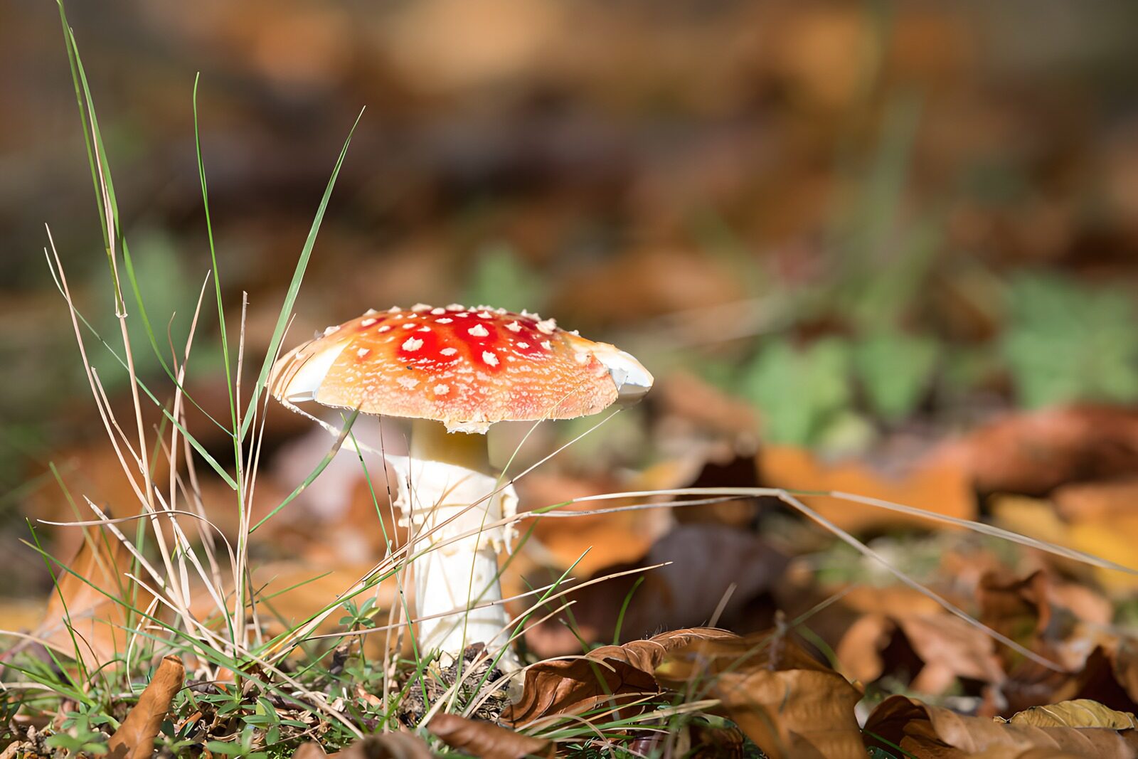 CW5895286: Vurige paddenstoel in het herfstbos