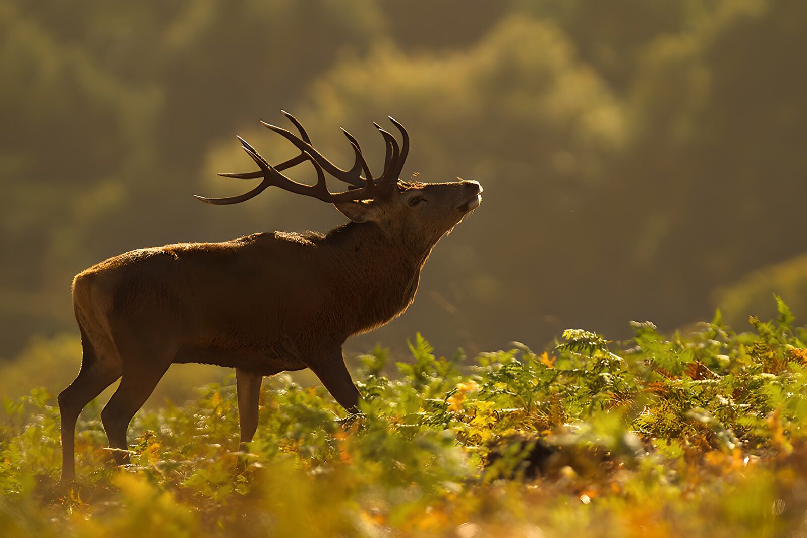 CW9799771: Majestueuze hert in het ochtendgloren