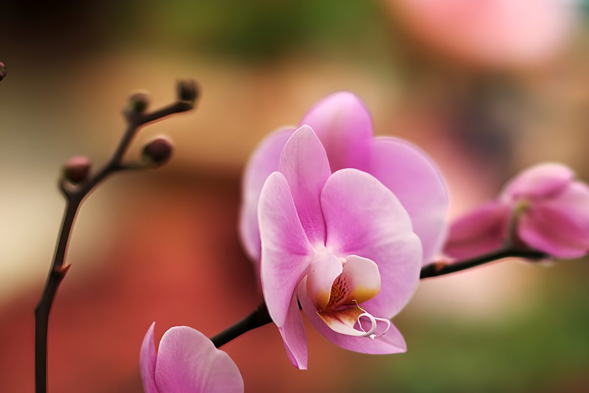 Prachtige paarse orchidee