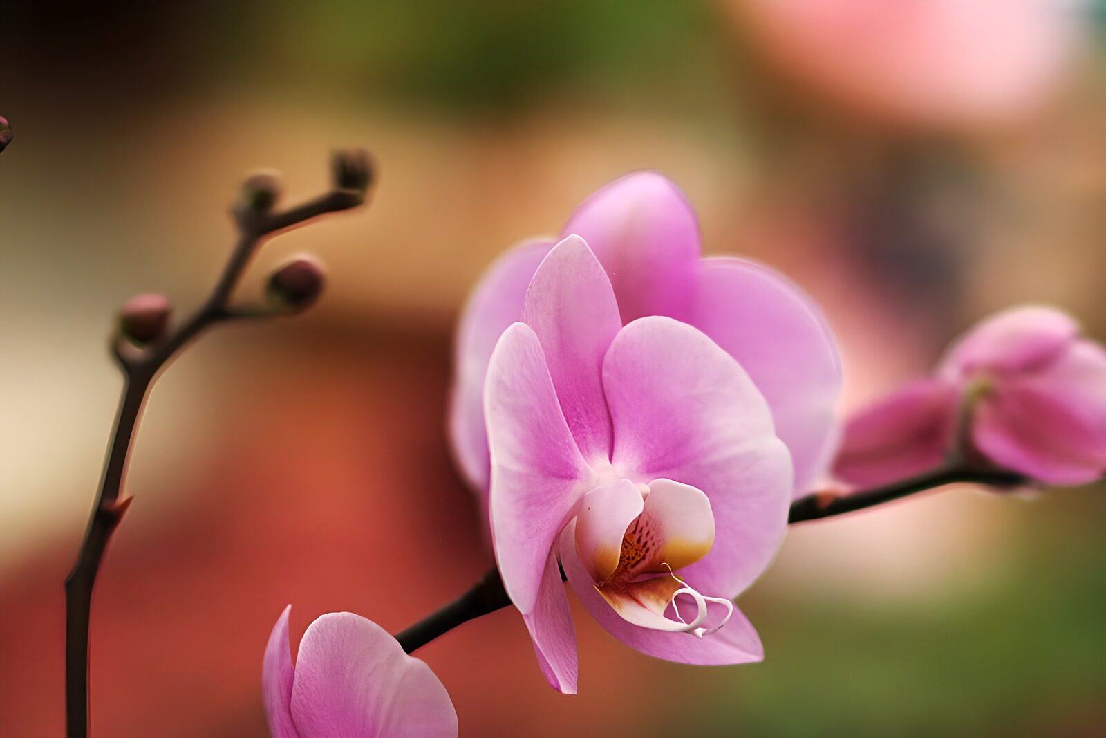 CW5155219: Prachtige paarse orchidee