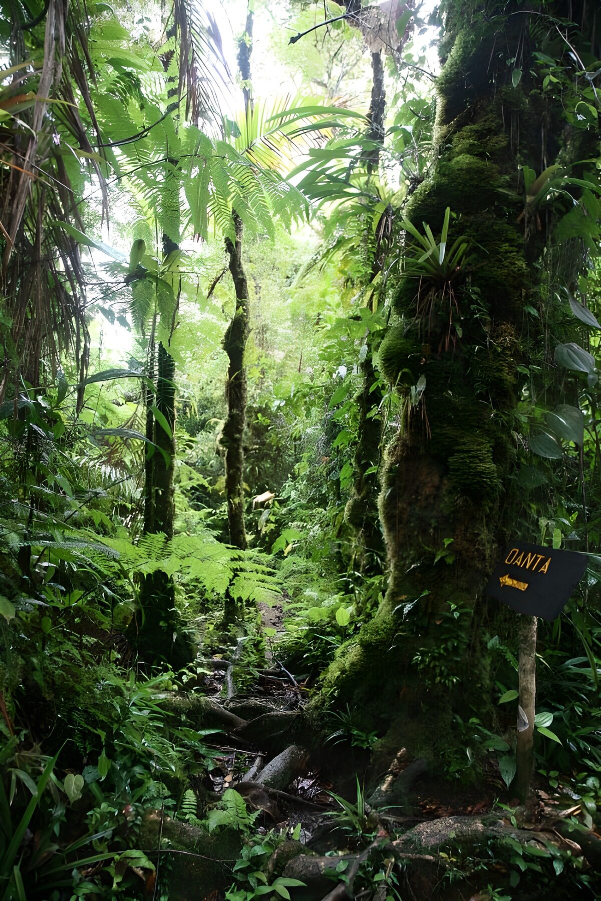 CW6466878: Dichte jungle met wandelpad