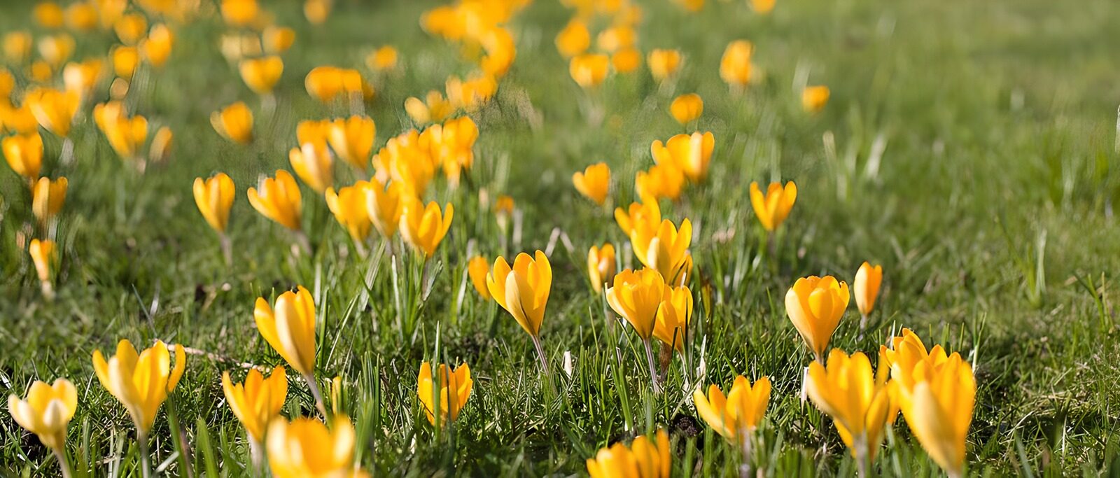 CW7964383: Gele krokussen in het gras