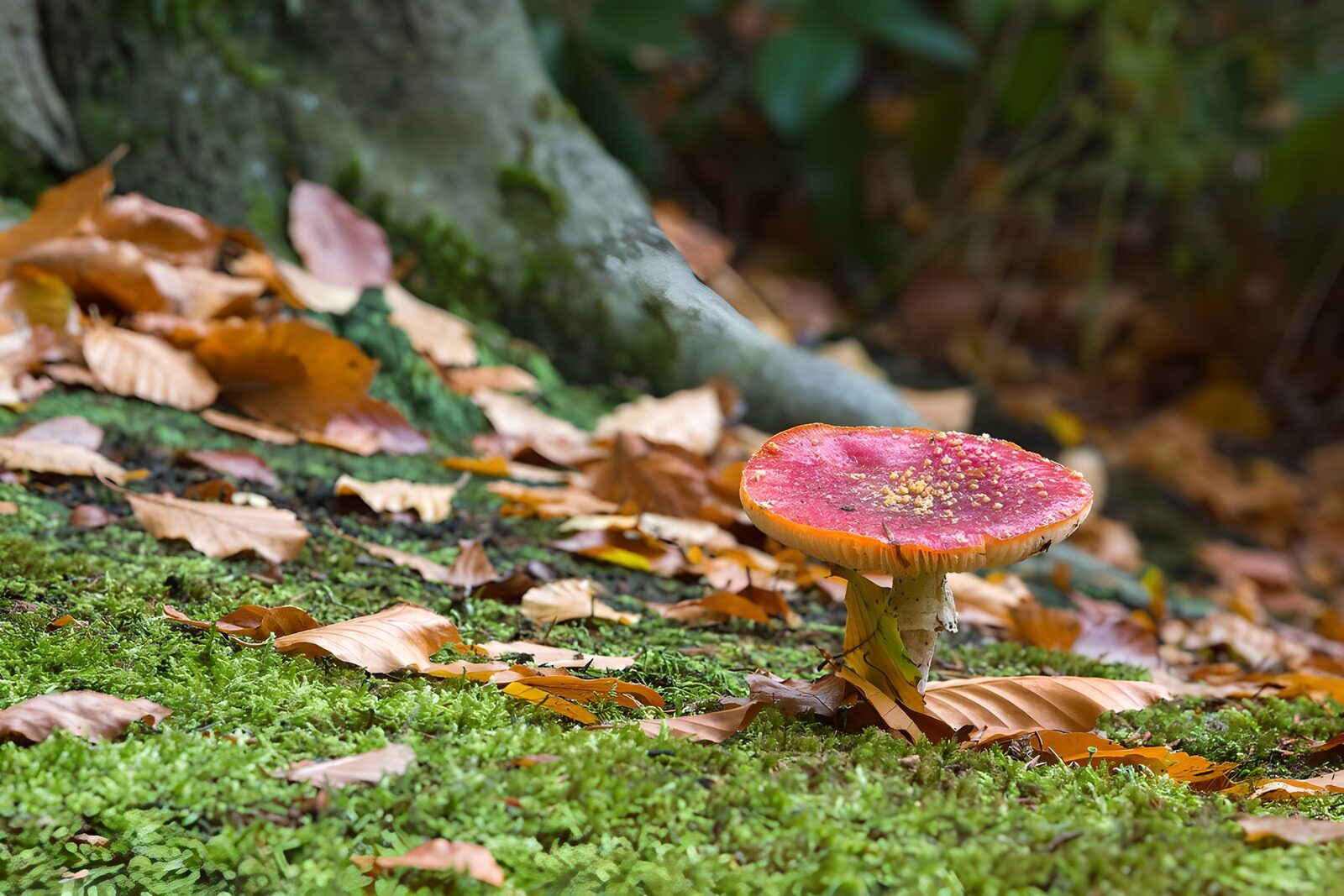 CW4994359: Vrolijke herfstpaddenstoel in het bos