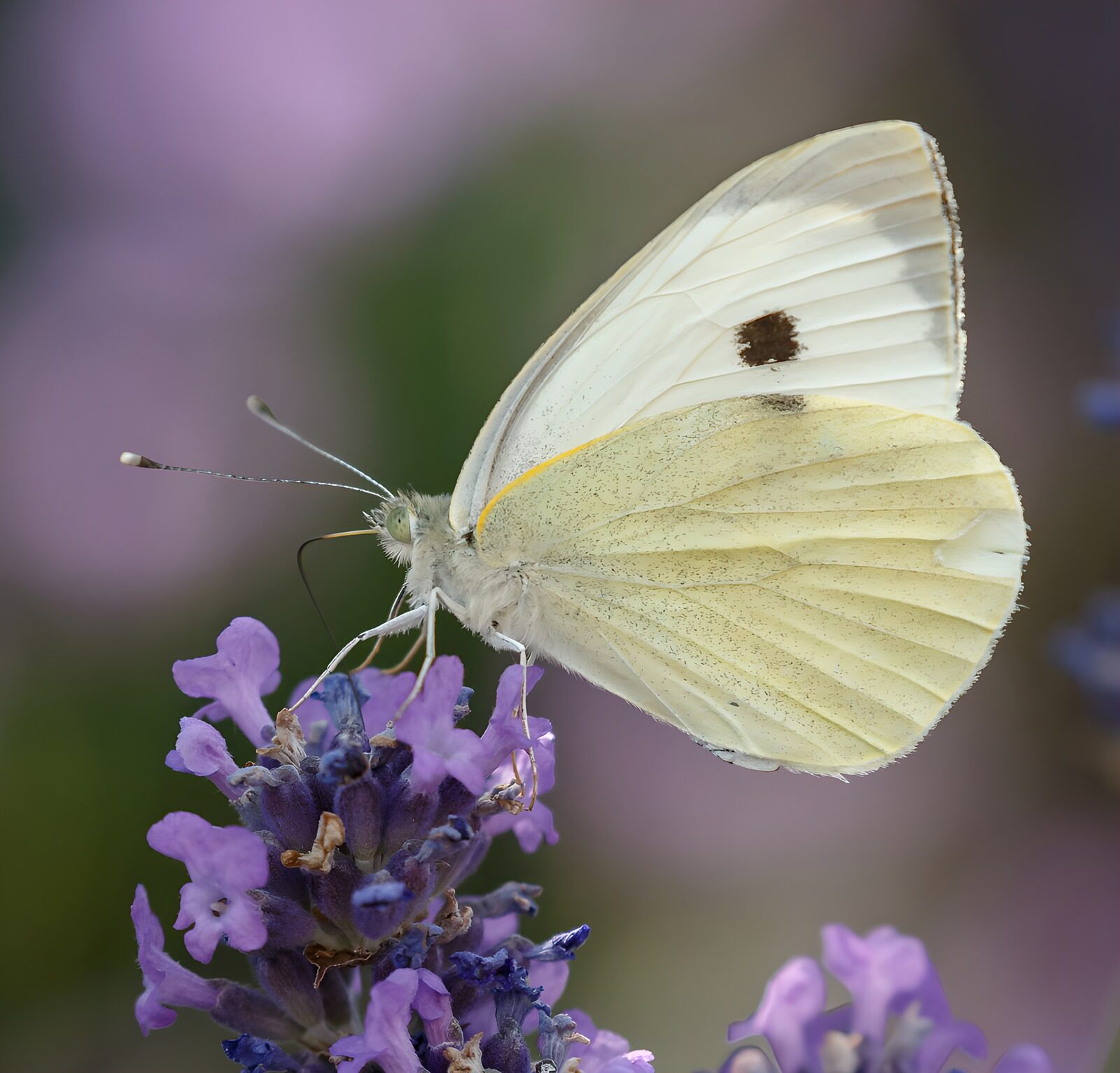 CW9339262: Witte Vlinder op Lavendelbloemen