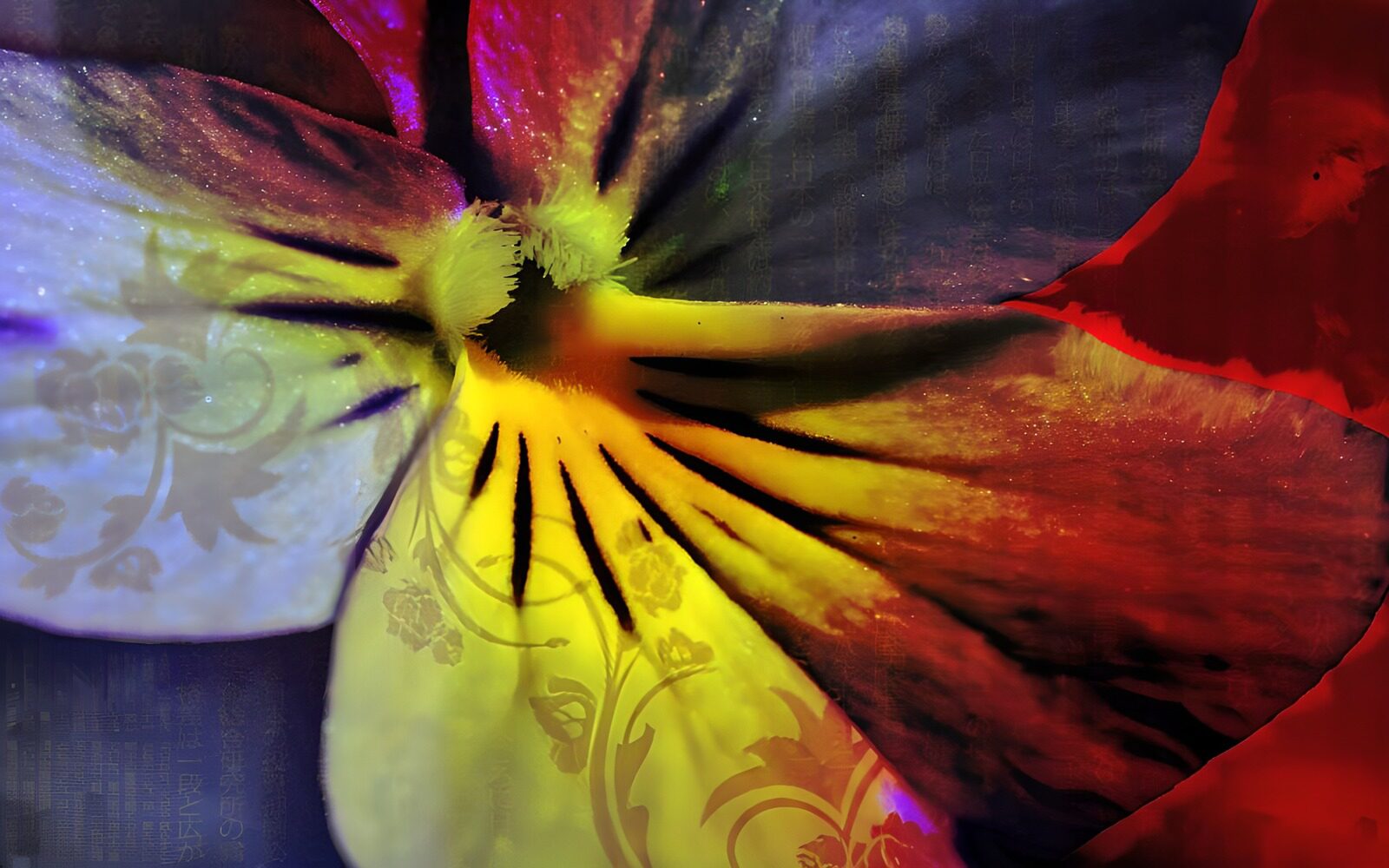CW5767287: Kleurrijke detail van een bloem