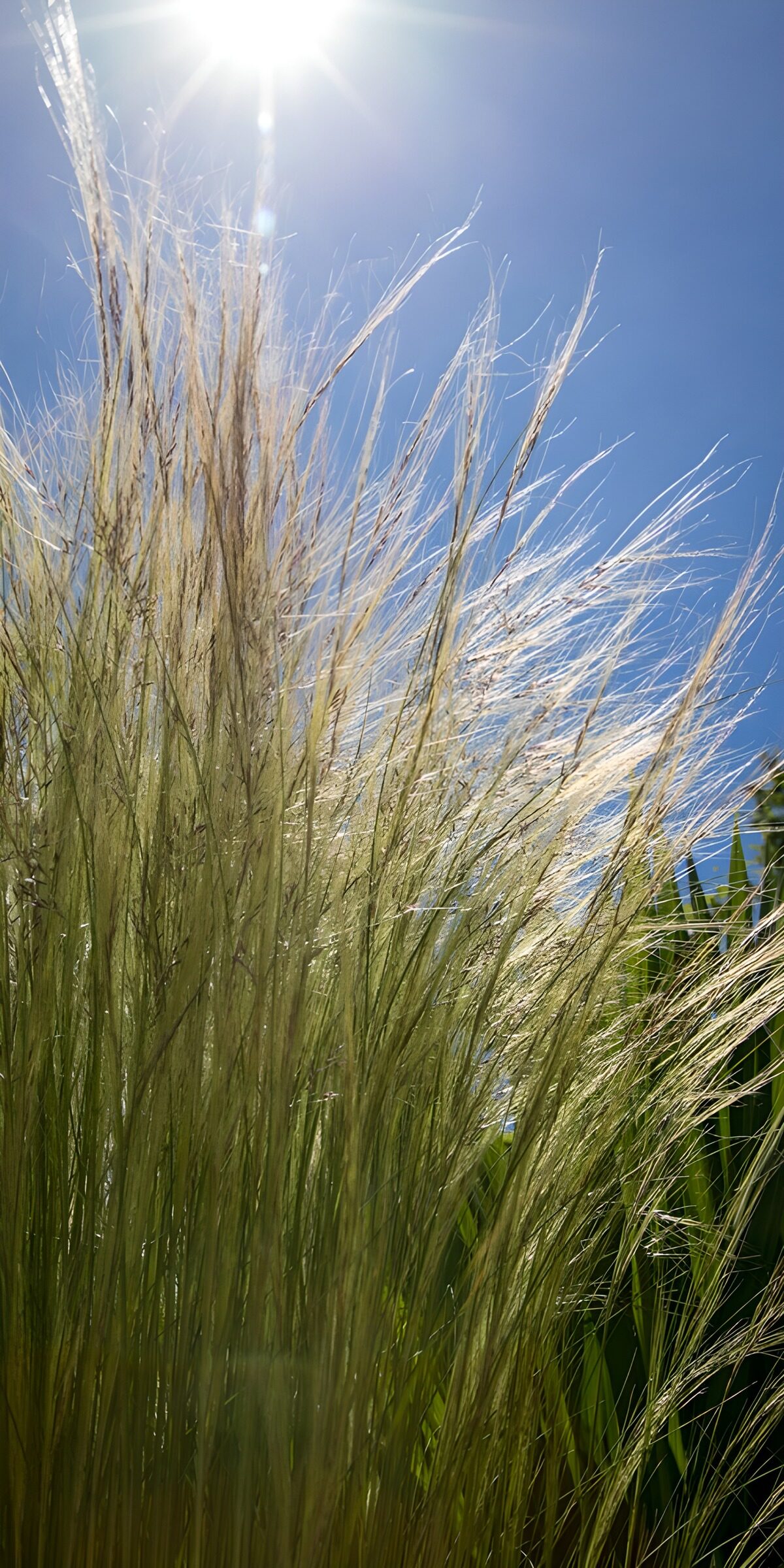 CW1831966: Zonovergoten Gras in de Natuur