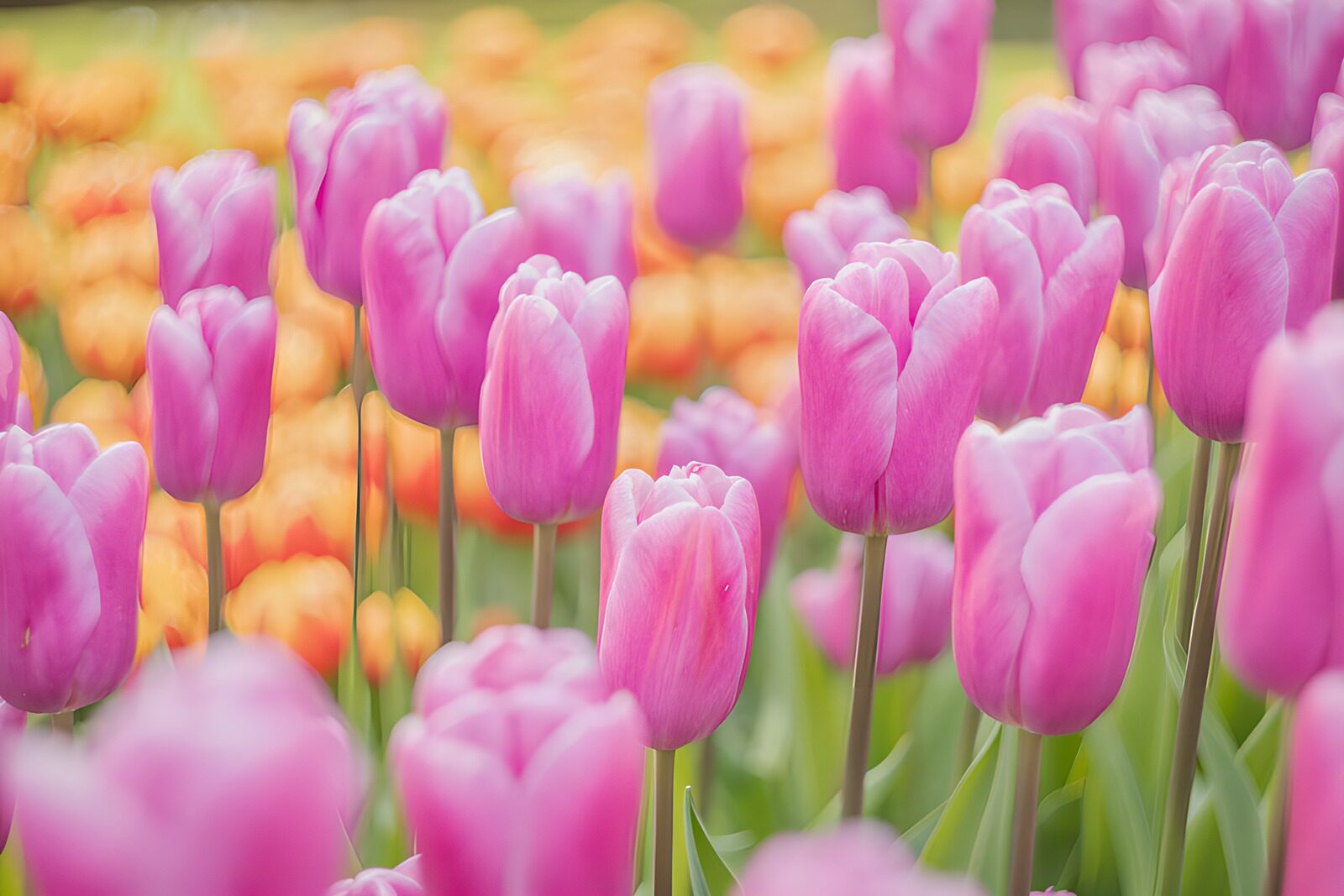 CW8277976: Prachtige paarse tulpen in bloei