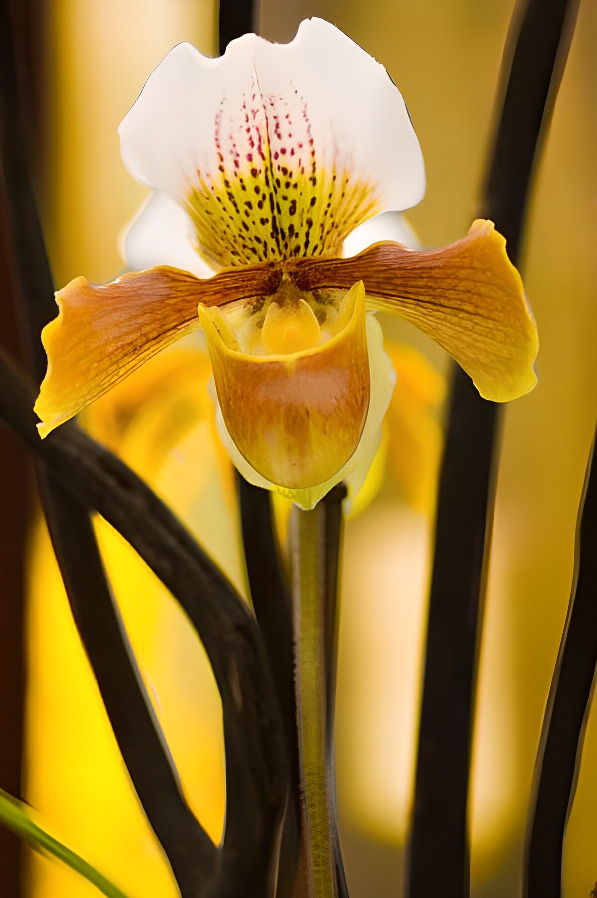 CW7793199: Elegante Paphiopedilum Orchidee