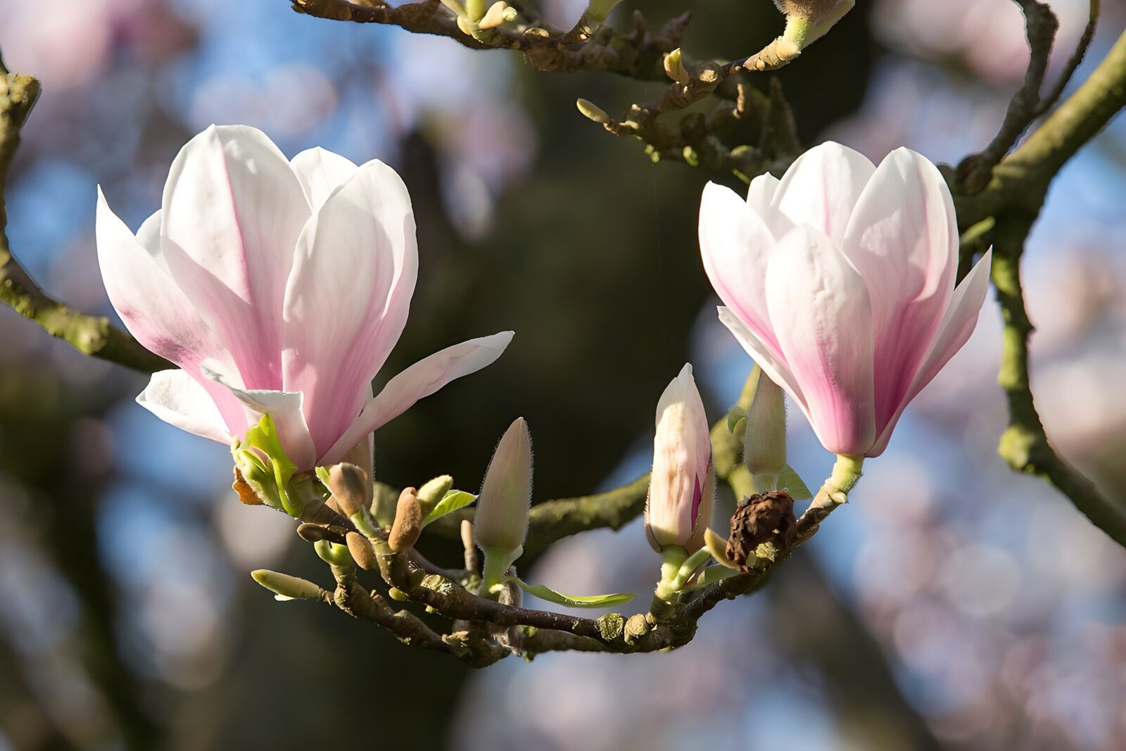 CW8758615: Prachtige magnolia in bloei