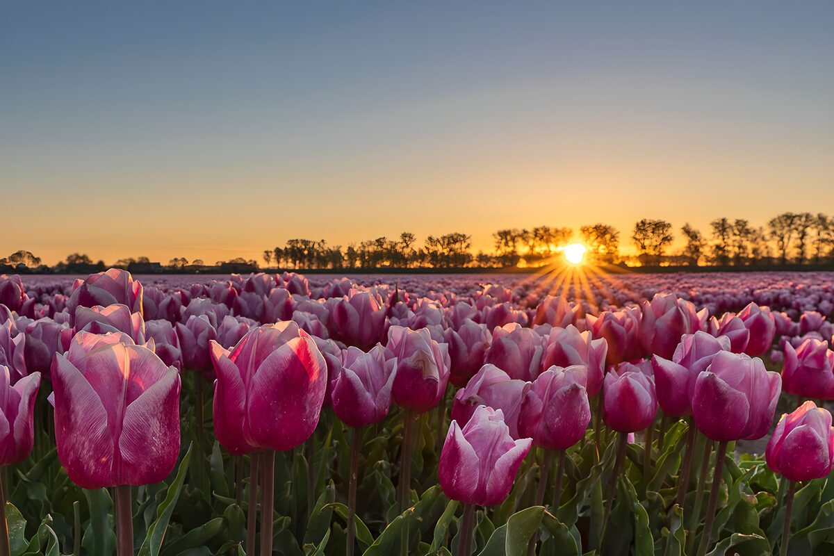 Tulpenveld bij Zonsopgang