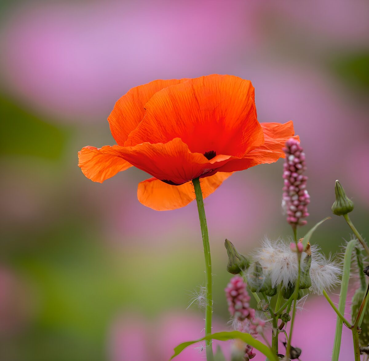 Vurige Papaver in Bloei