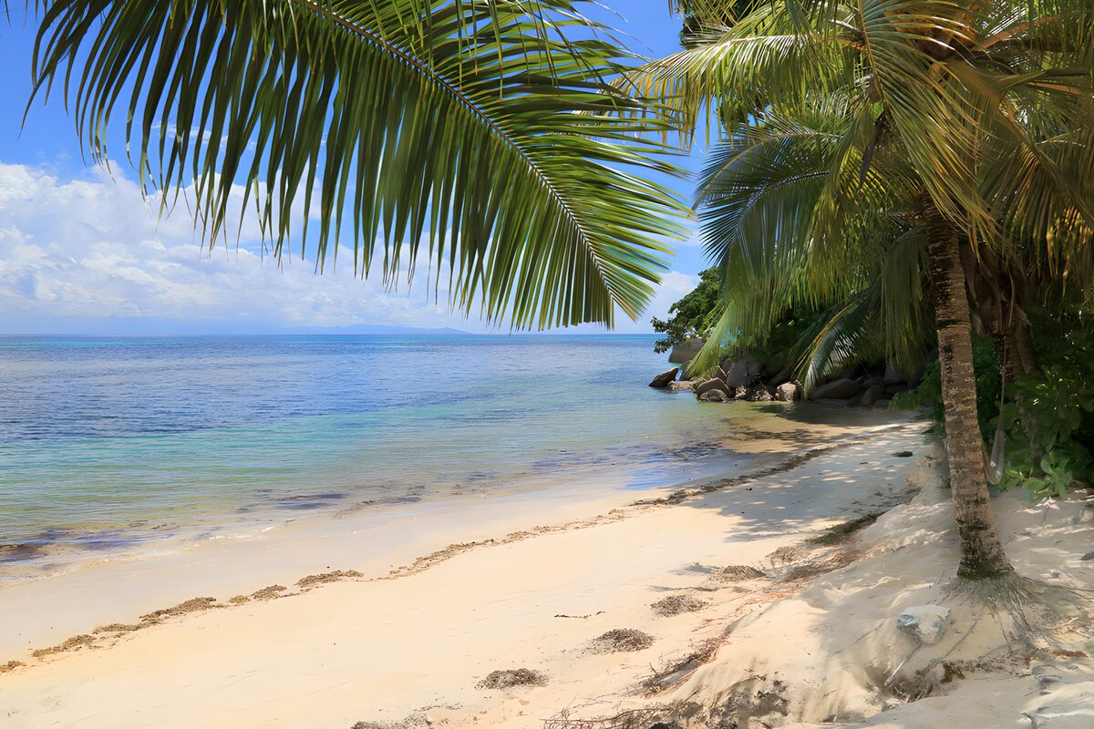 Tropisch strand met palmbomen
