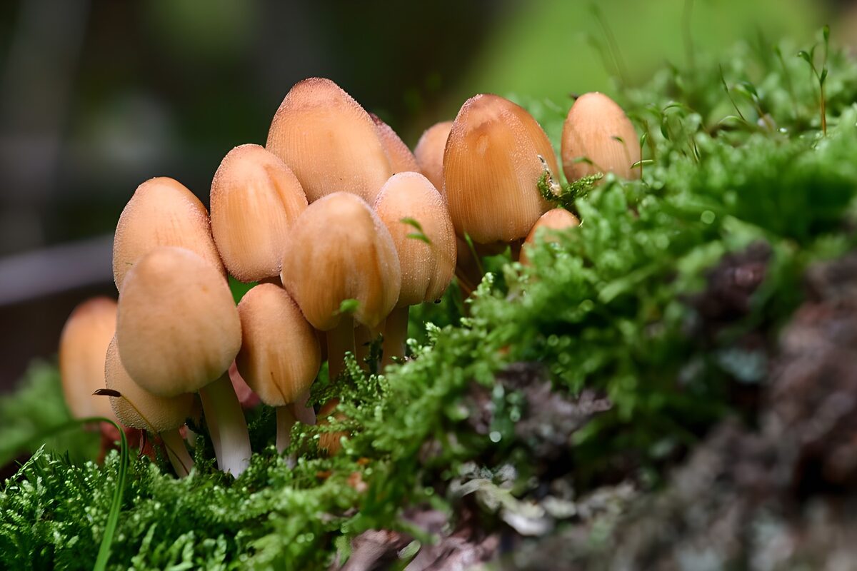Paddenstoelen op een mosbed