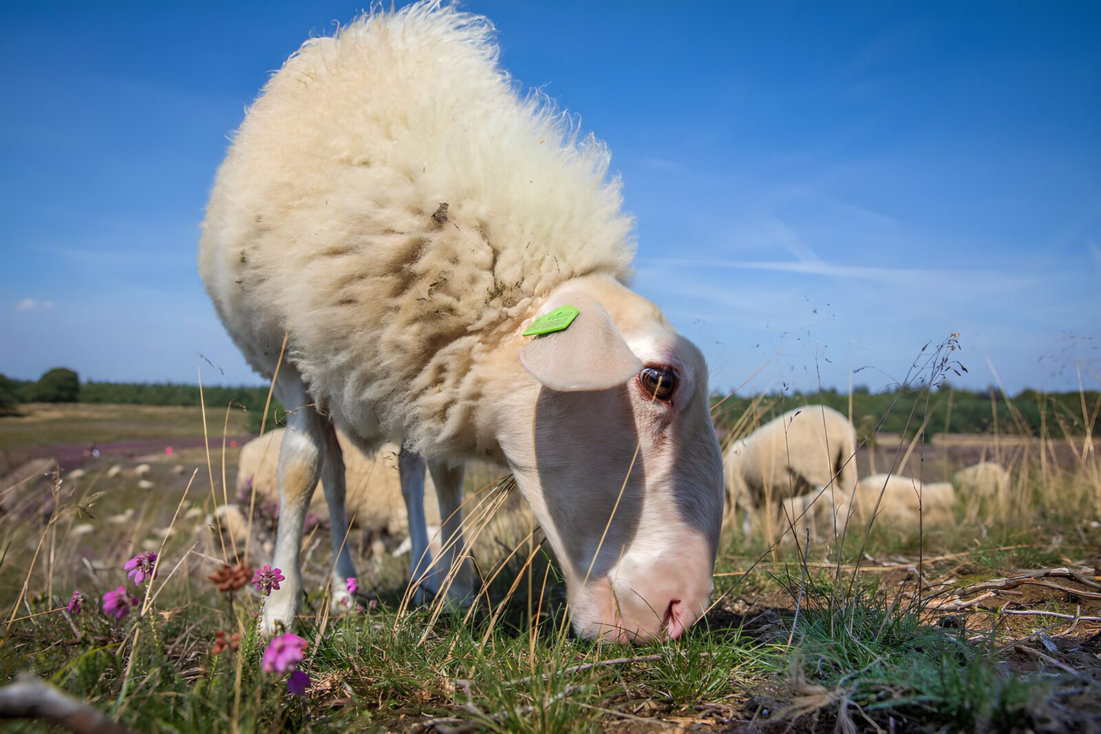 CW7783164: Schattig schaap in het groen