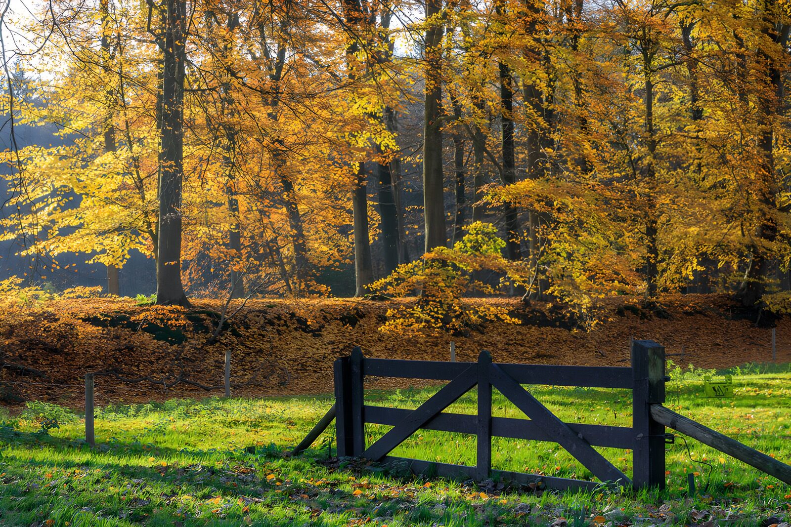CW8422972: Herfstlandschap met hek en bomen