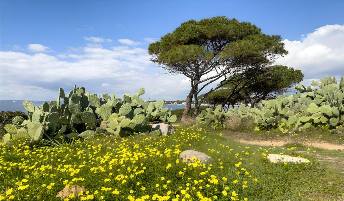 Bloeiende natuur bij de zee