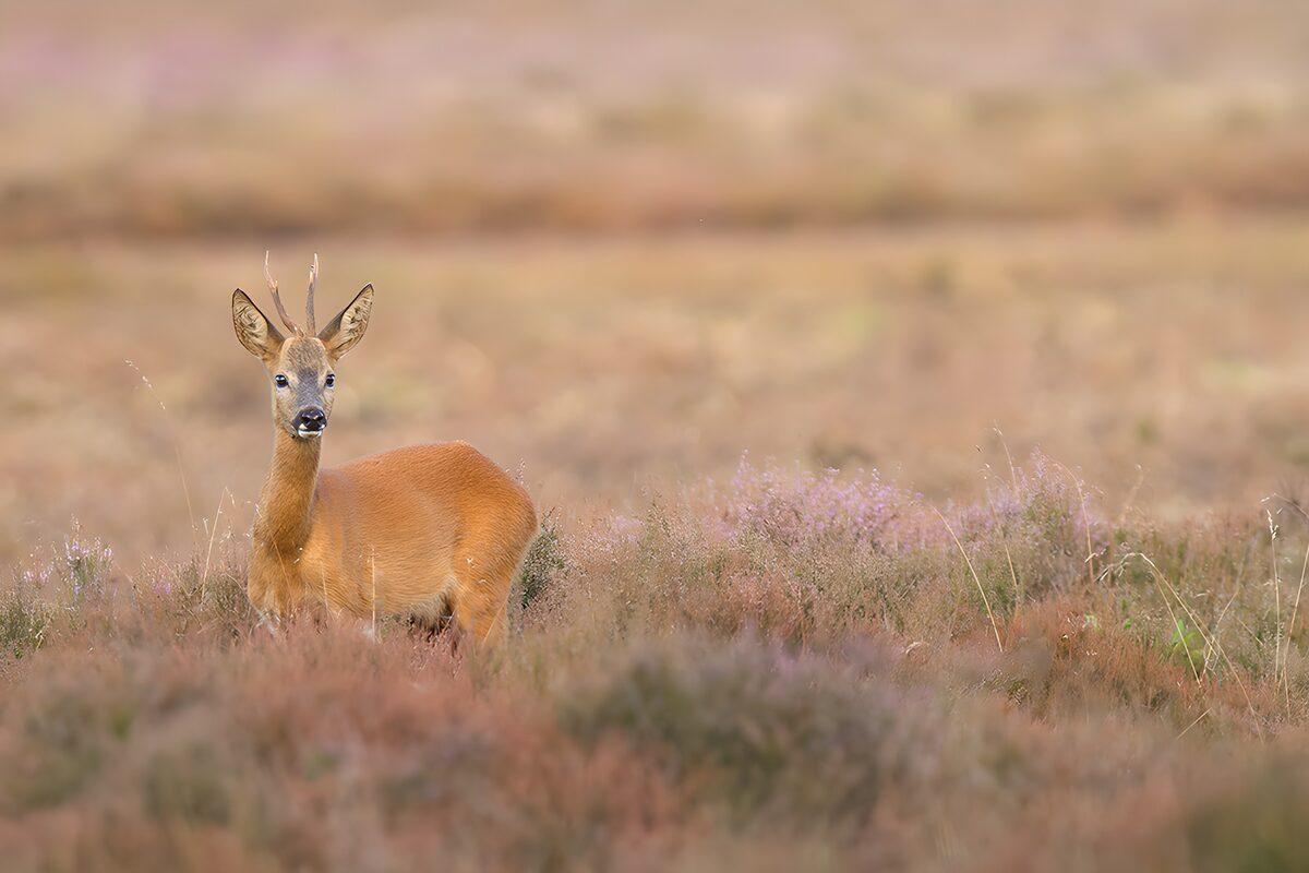 Jonge ree in bloeiende heide