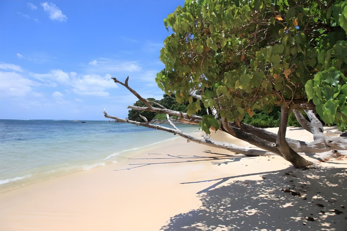 CW3851404: Rustige Stranden met Groene Bomen