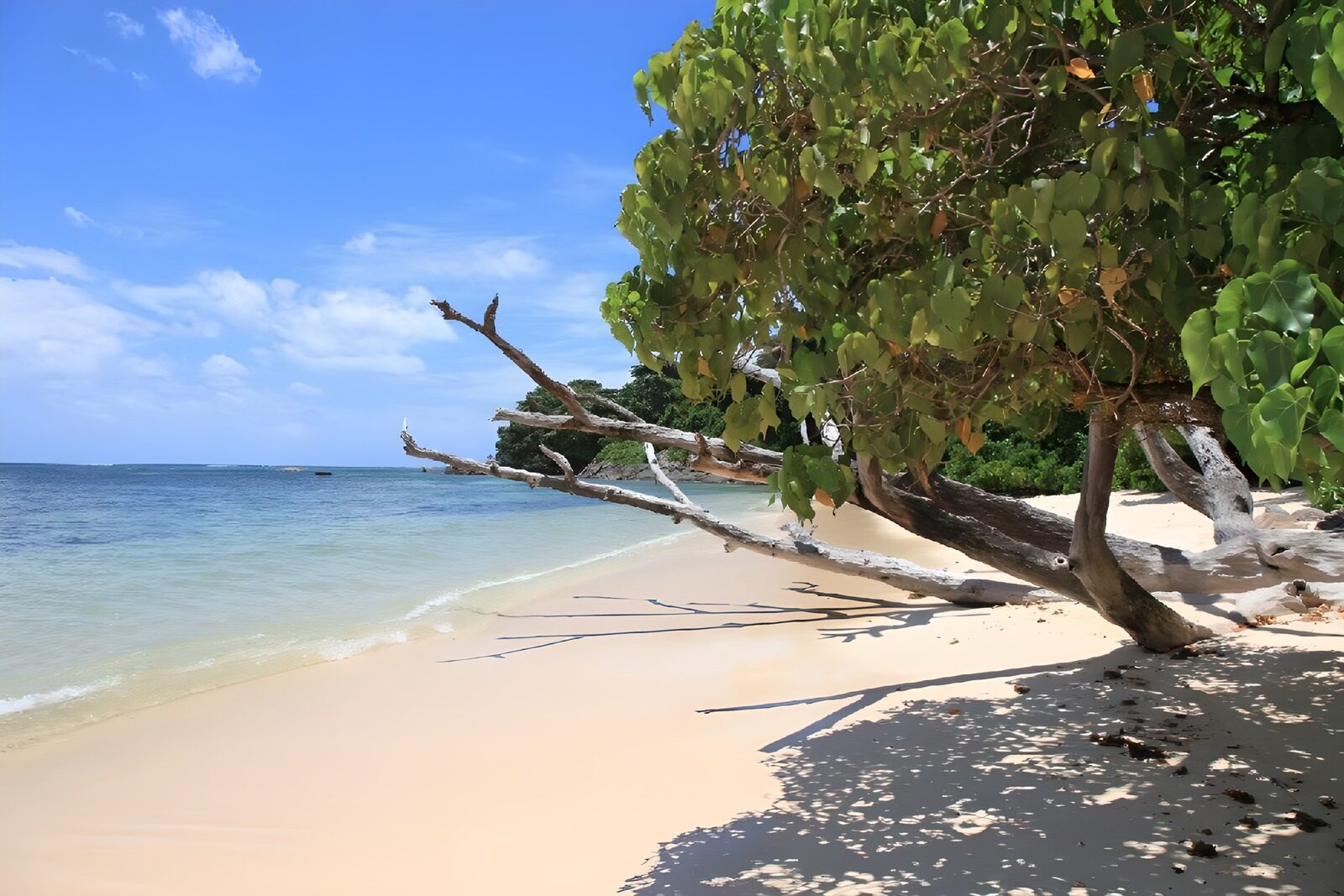 CW3851404: Rustige Stranden met Groene Bomen