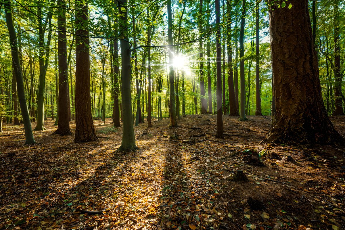 Stralende zon in het herfstbos