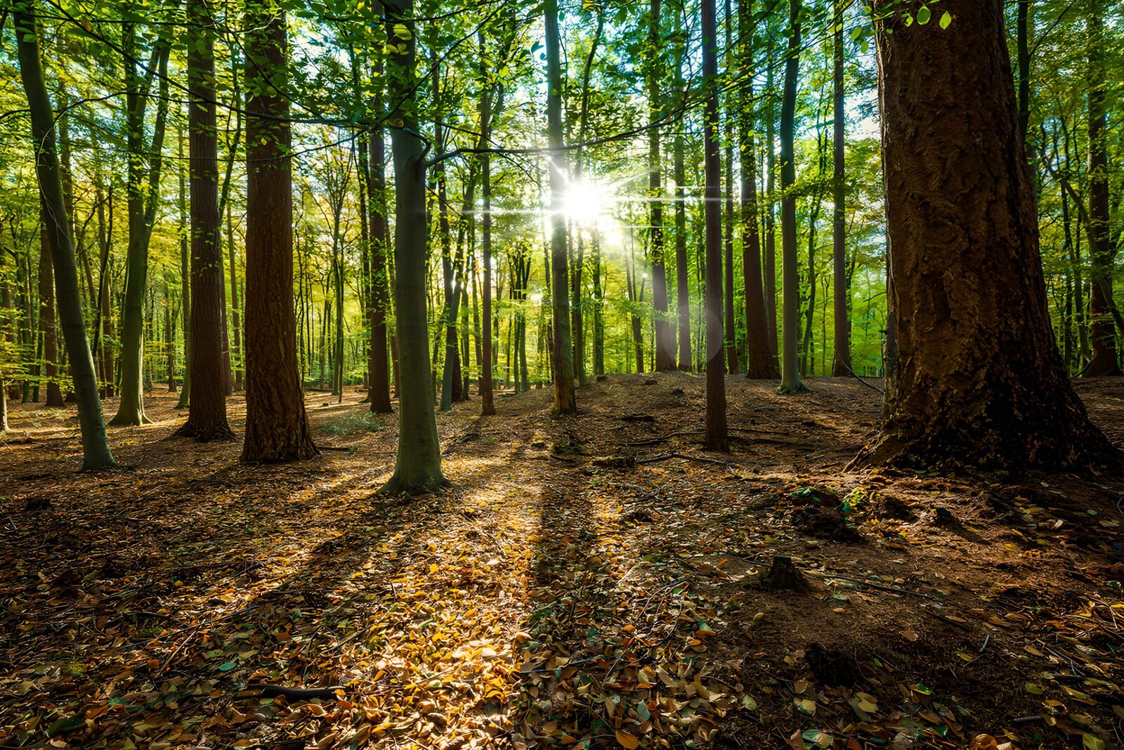 CW3591946: Stralende zon in het herfstbos