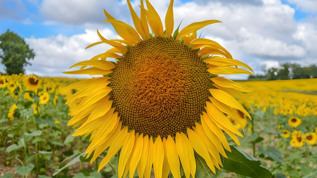 Stralende Zonnebloem in een Bloemenveld