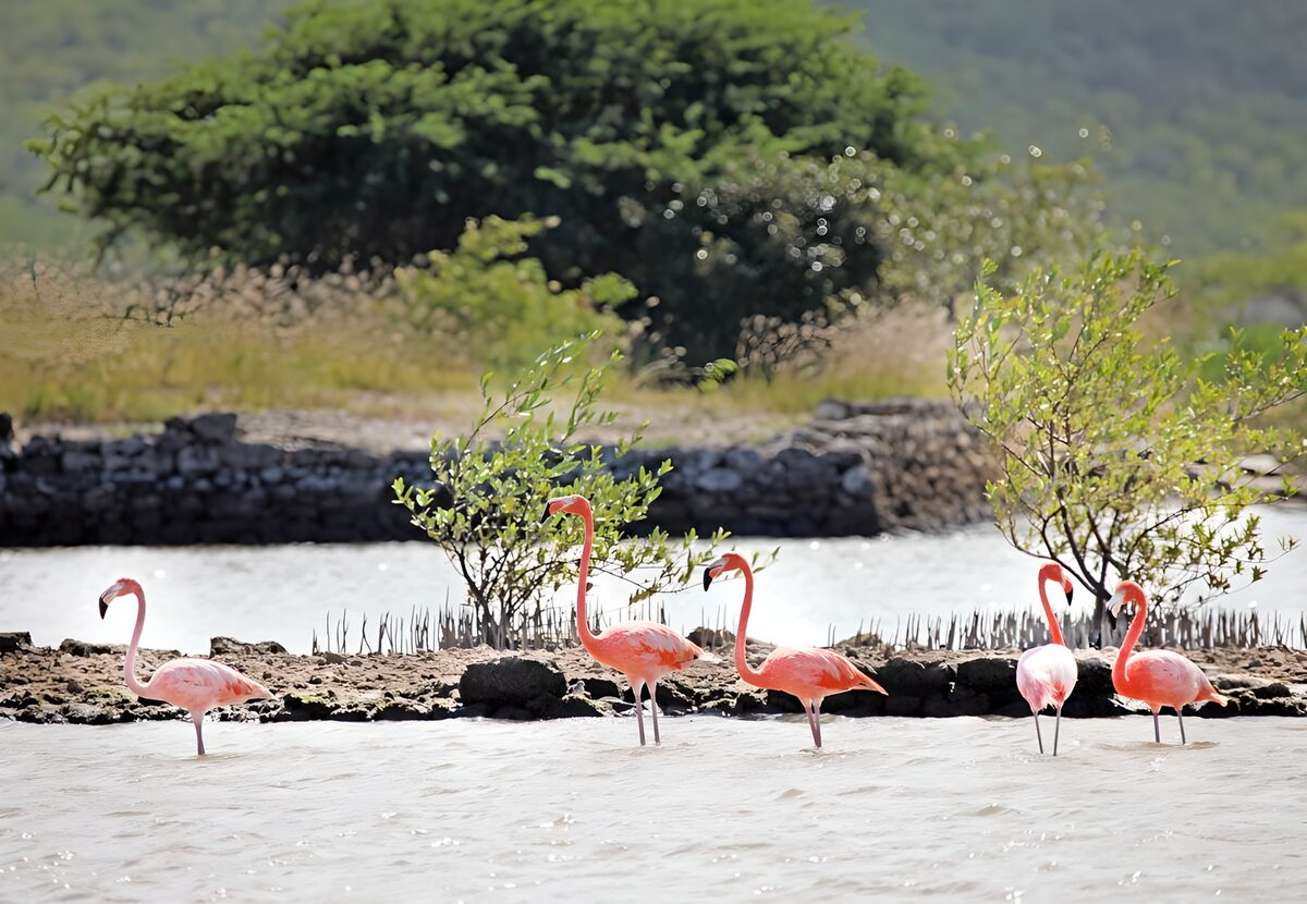 Vives van Flamingo's in het Water