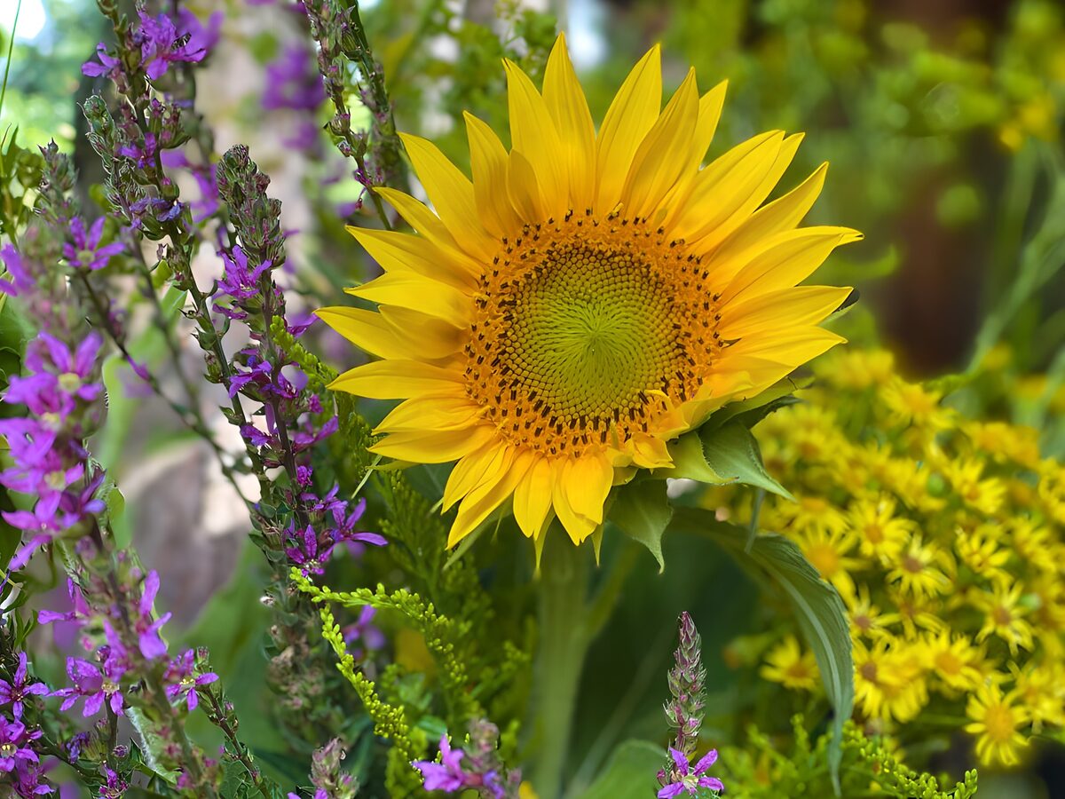 Gele zonnebloem met paarse bloemen