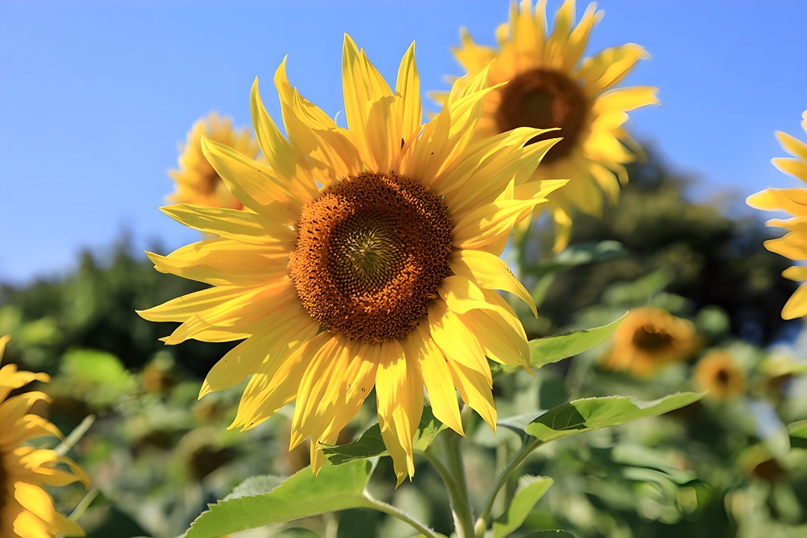 CW4900482: Stralende Zonnebloem in Zonlicht