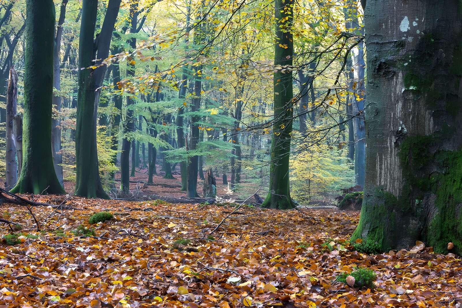 CW2186149: Herfstwandeling door het bos