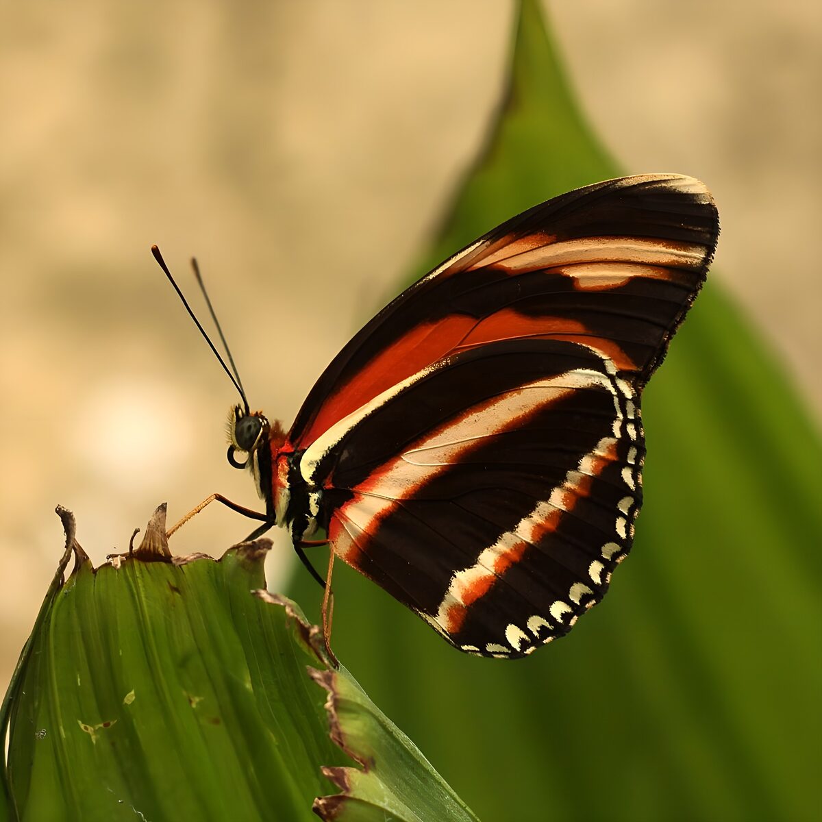 Prachtige vlinder op een groene blad