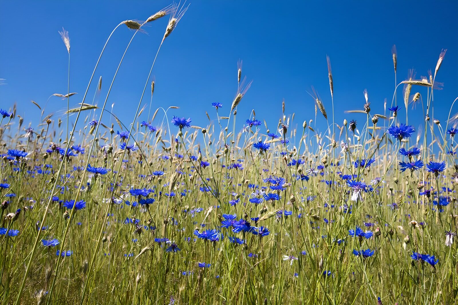 CW9742047: Prachtige Blauwe Bloemen in een Veld