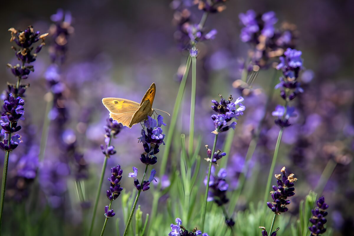 Vlinder op lavendelbloemen